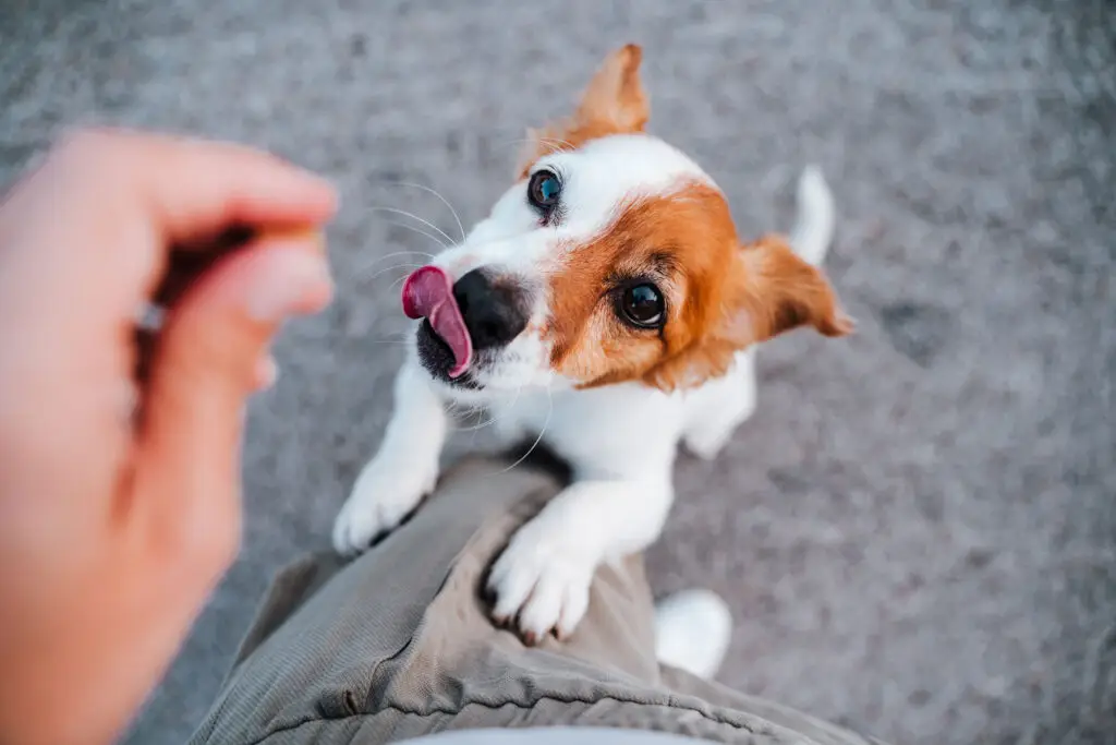 Limited-Ingredient Dog Treats