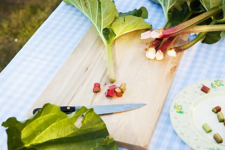 rhubarb leaves