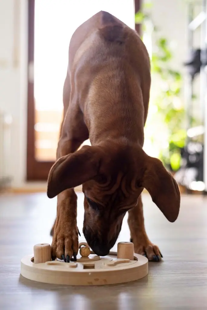 Enrichment toys for dogs - puzzle toy