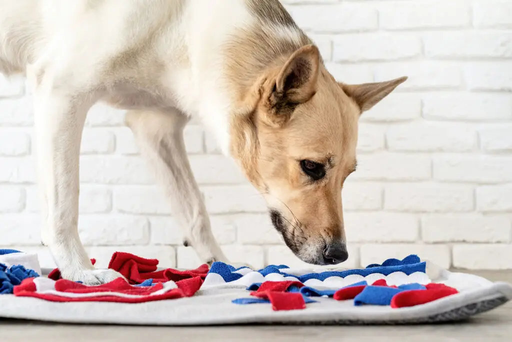 The benefits of enrichment toys for dogs