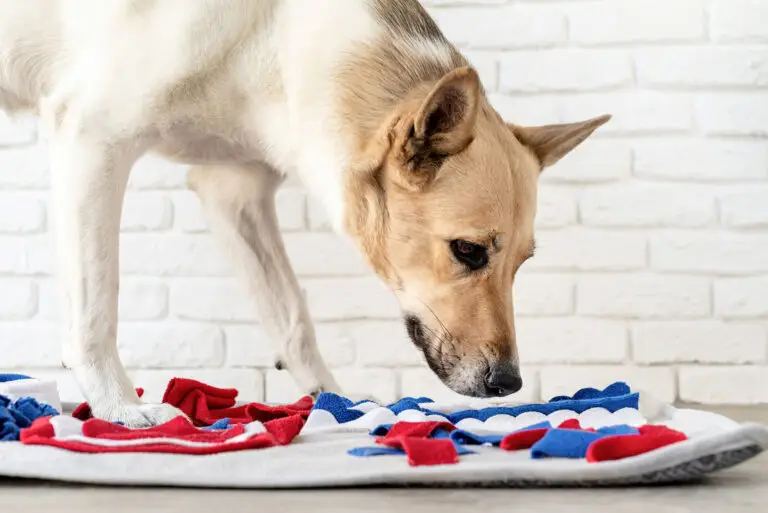 The benefits of enrichment toys for dogs