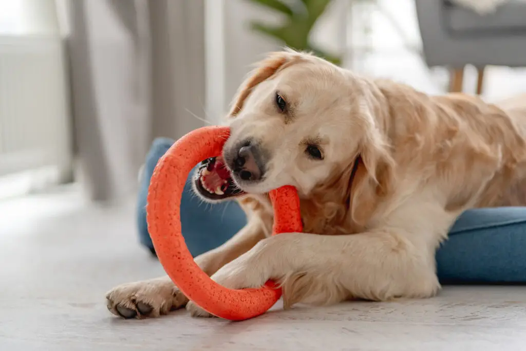 Golden Retriever with a chew toy - Enrichment Toys for Dogs