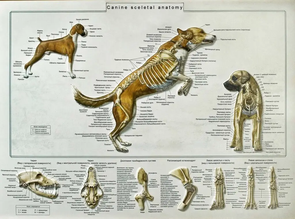 How Many Bones Does a Dog Have?