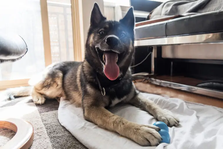 The Best Tough Dog Toys for Power Chewers, Tested by Our Dogs