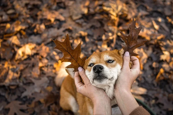 featured_fall_dog