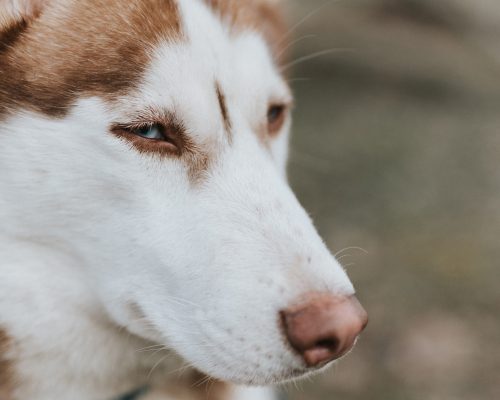 featured_husky_side_eye