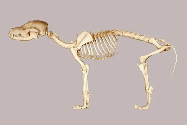 how_many_bones_does_a_dog_have