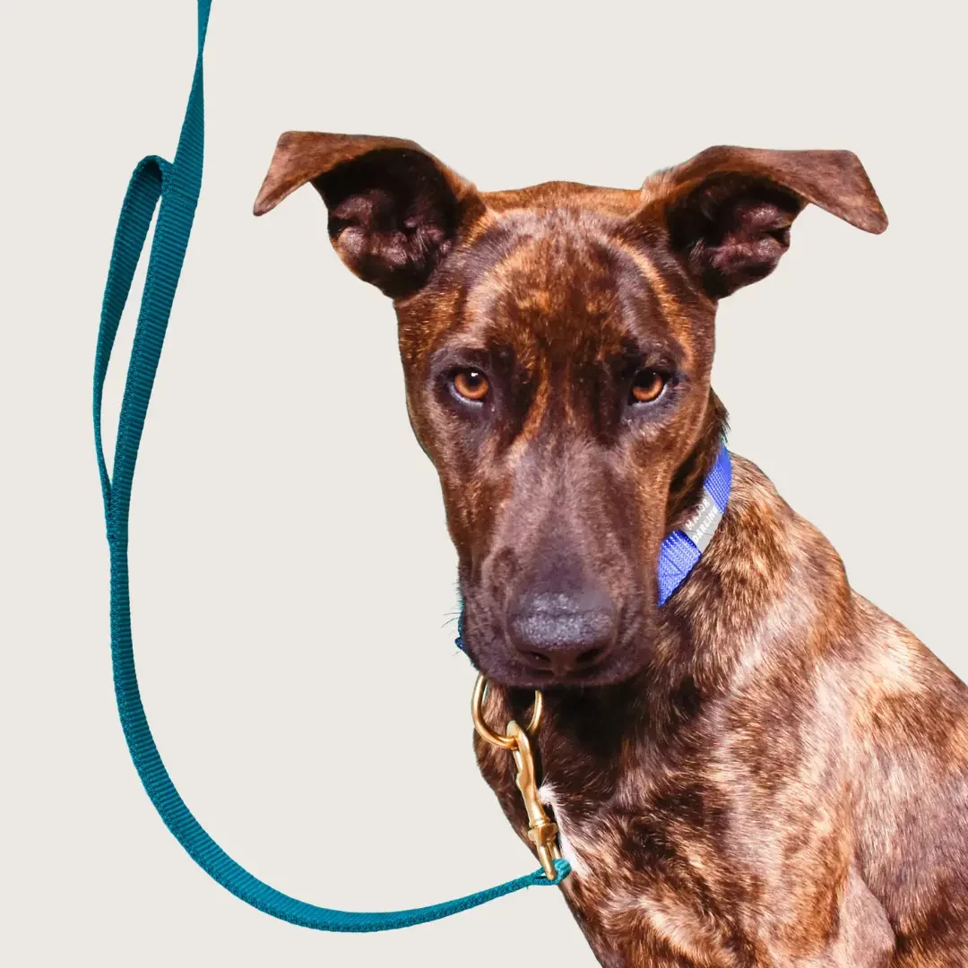 major-darling-double-handle-leash